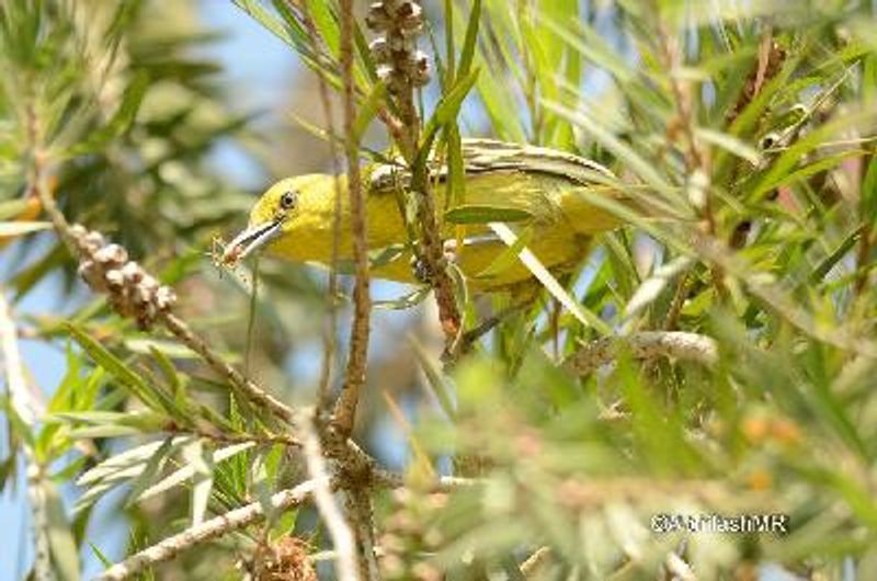 Common Iora