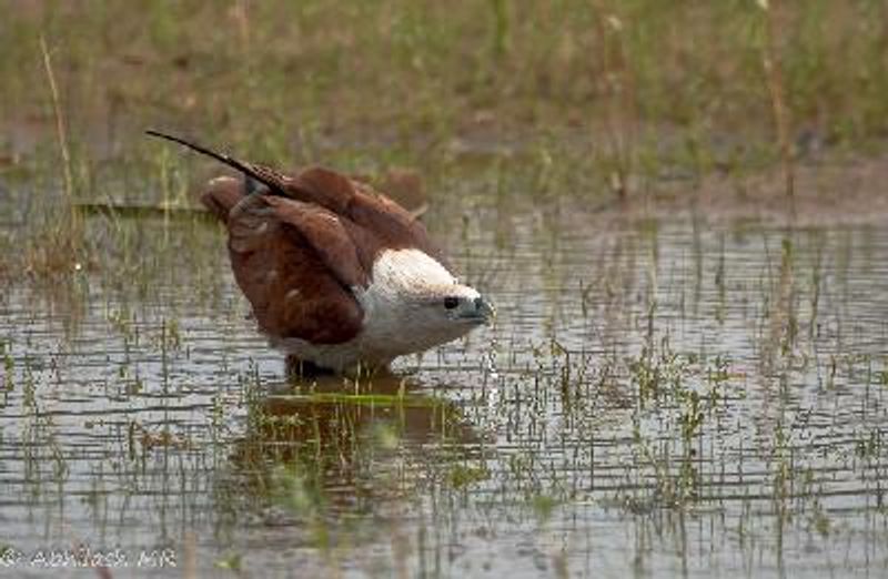 Brahminy Kite