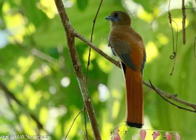 Malabar Trogon