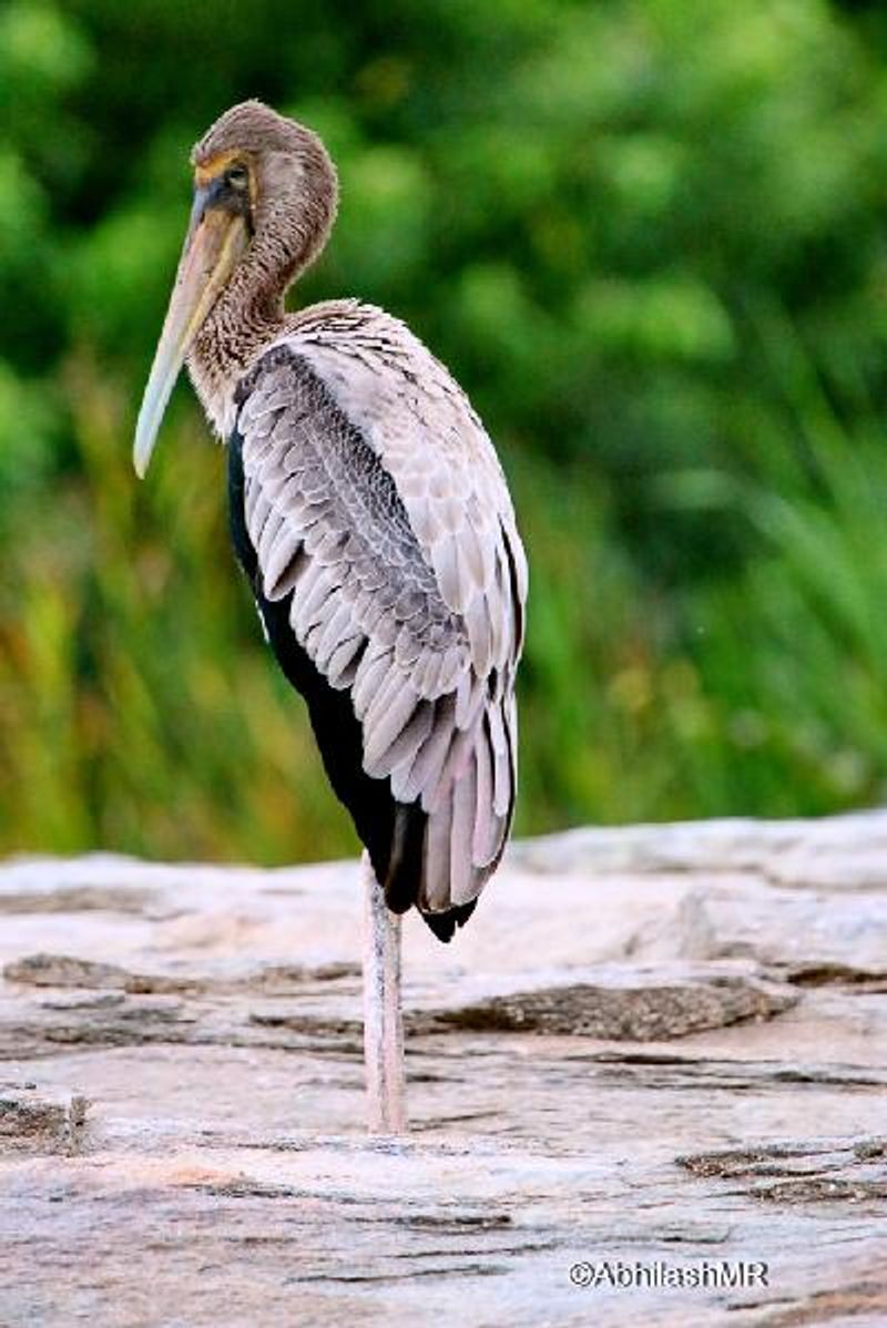 Painted Stork