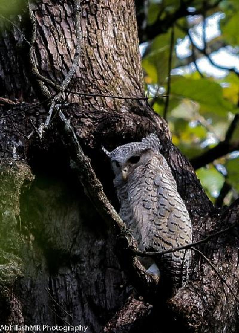 Spot bellied Eagle Owl