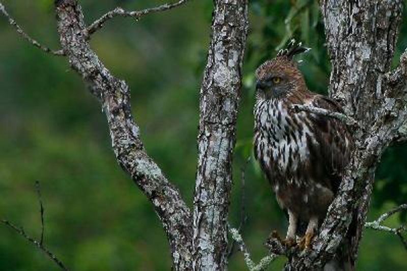Crested Hawk Eagle