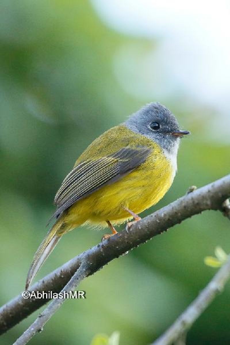 Grey headed Canary flycatcher