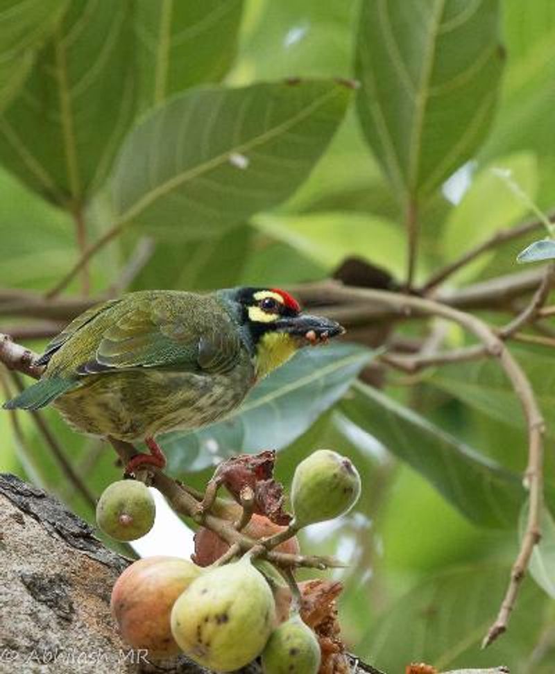 Coppersmith Barbet