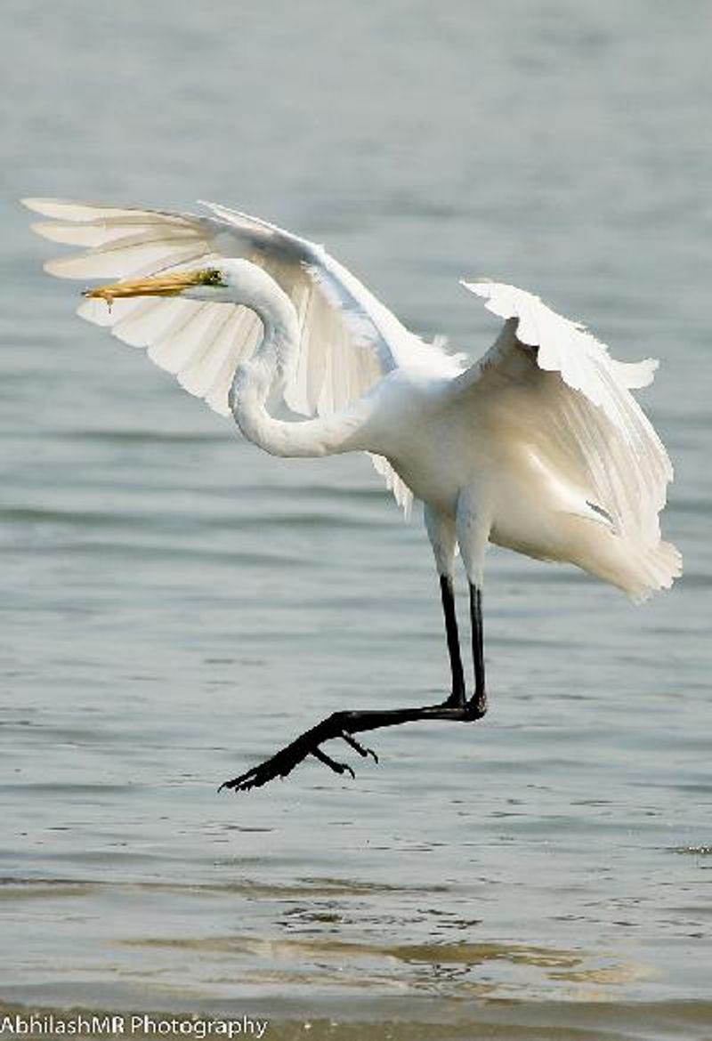 Great Egret