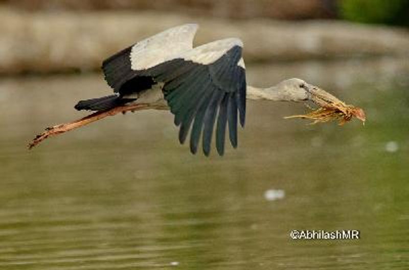 Asian Openbill