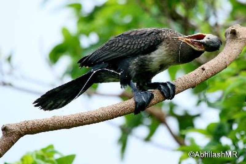 Indian Cormorant