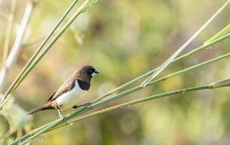 White rumped Munia