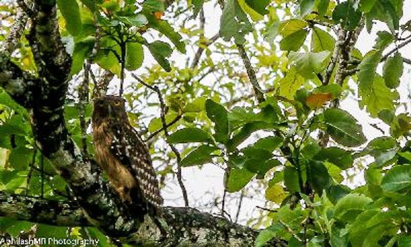 Brown Fish Owl