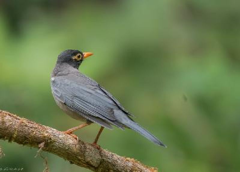 Indian Blackbird