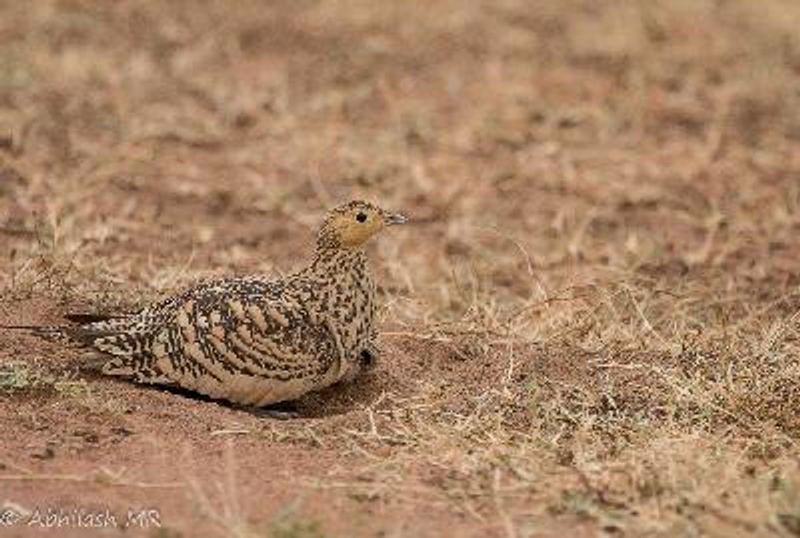 Chestnut bellied Sandgrouse