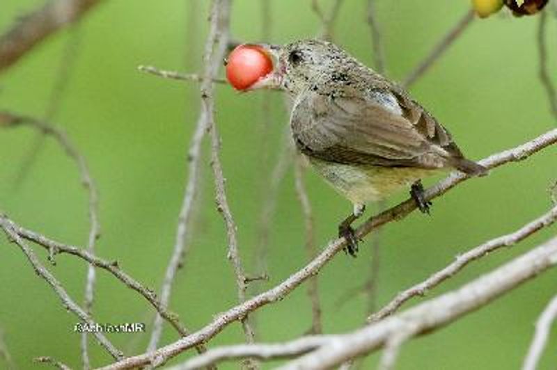 Pale billed Flowerpecker
