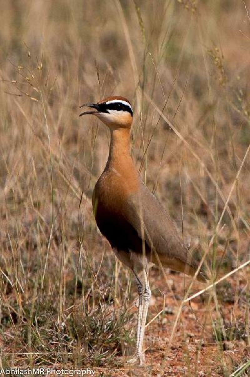 Indian Courser