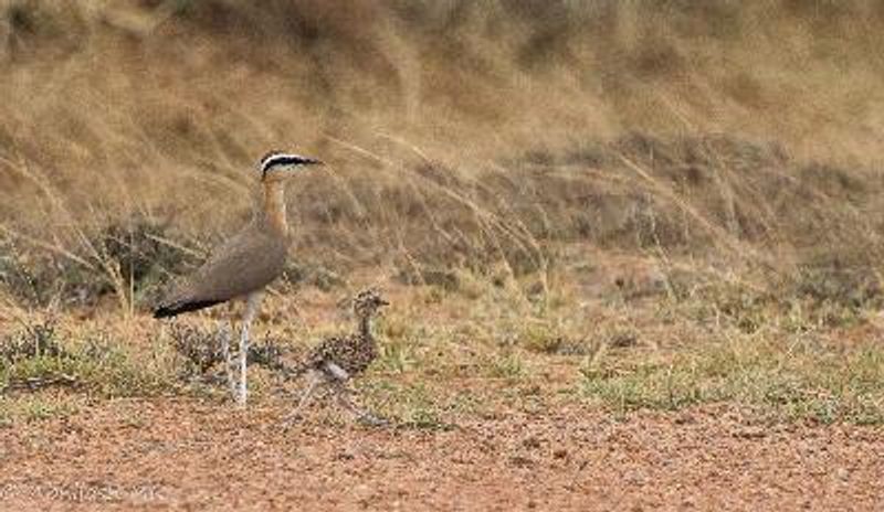 Indian Courser