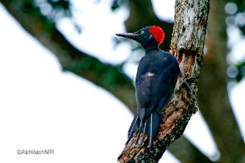 White bellied Woodpecker