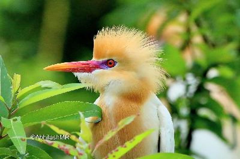 Cattle Egret