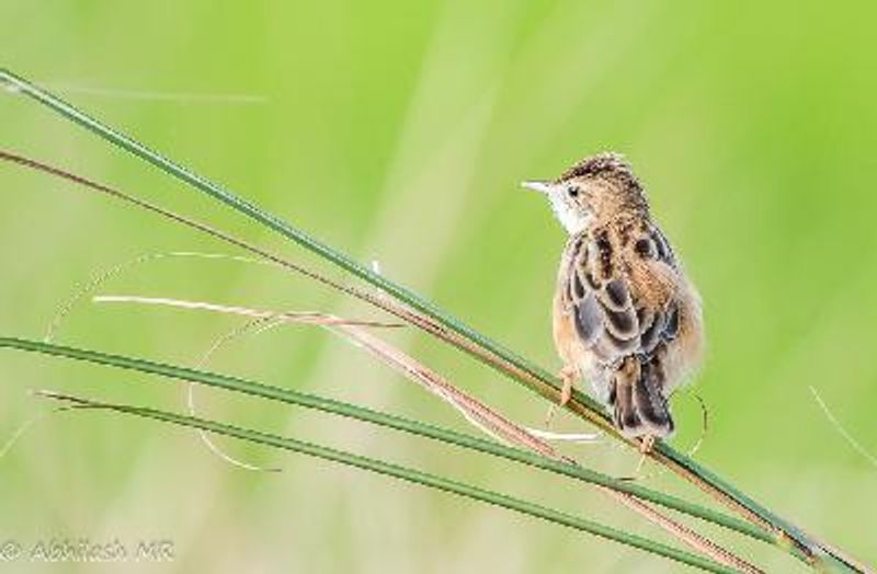 Zitting Cisticola