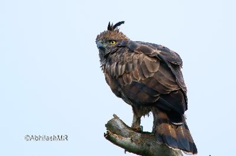 Crested Hawk Eagle