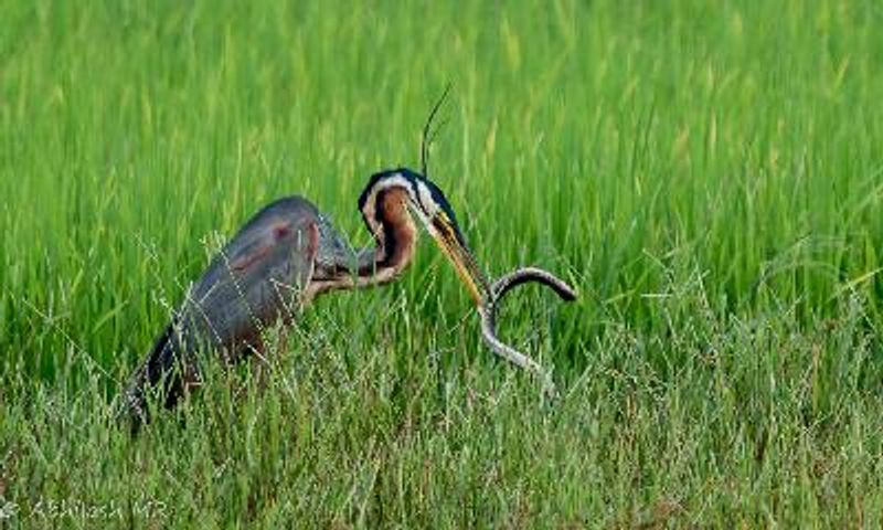 Purple Heron