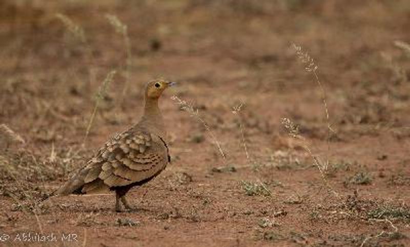 Chestnut bellied Sandgrouse