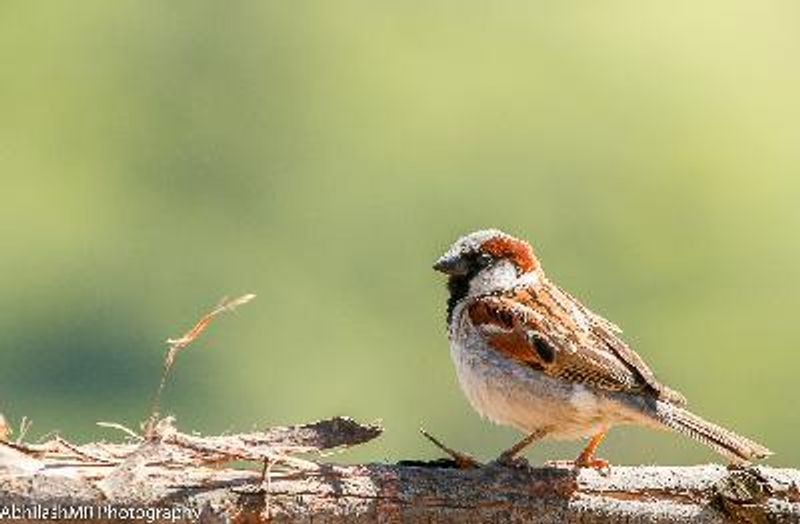 House Sparrow