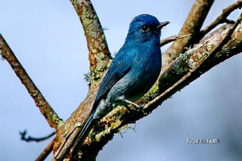 Nilgiri Flycatcher
