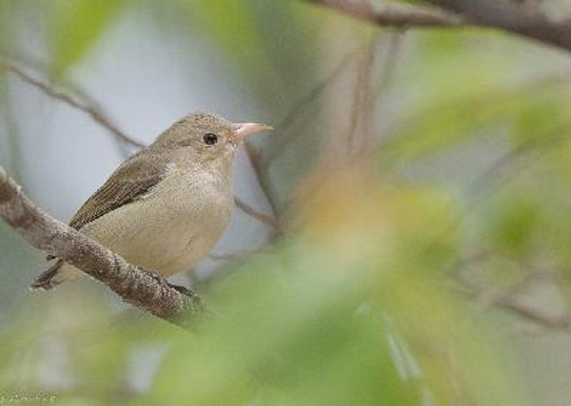 Pale billed Flowerpecker