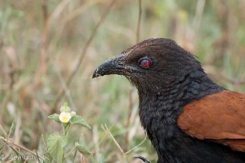 Greater Coucal