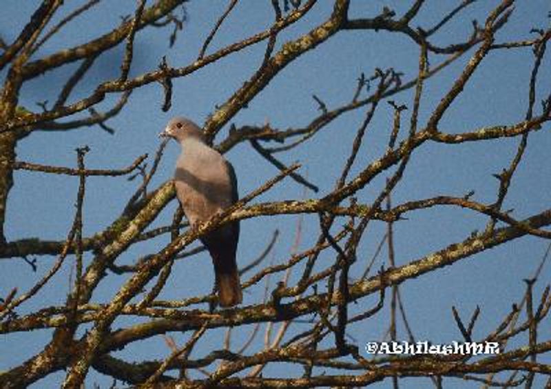 Green Imperial Pigeon