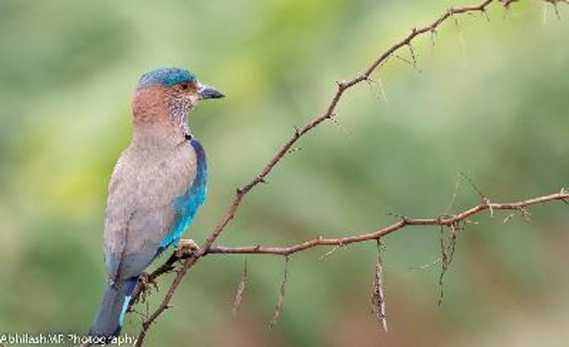 Indian Roller