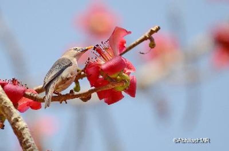 Chestnut tailed Starling