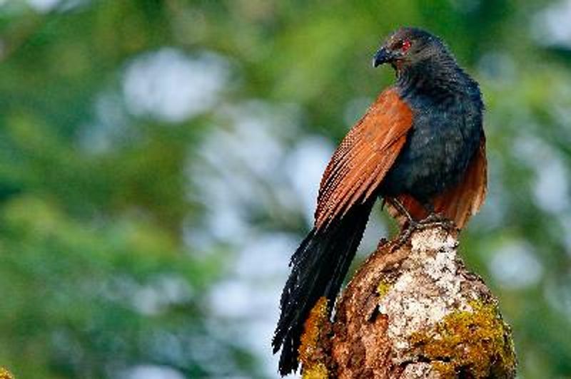 Greater Coucal