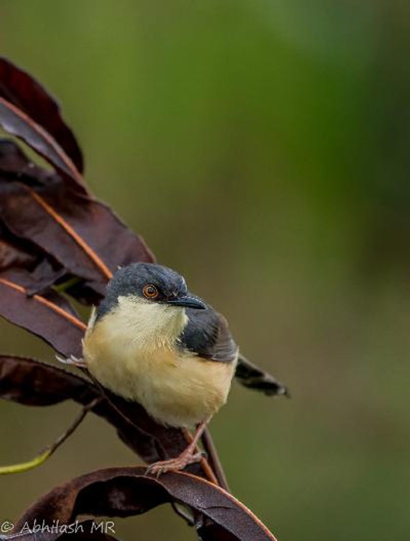 Ashy Prinia