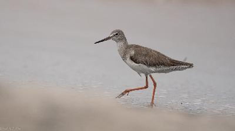 Common Redshank