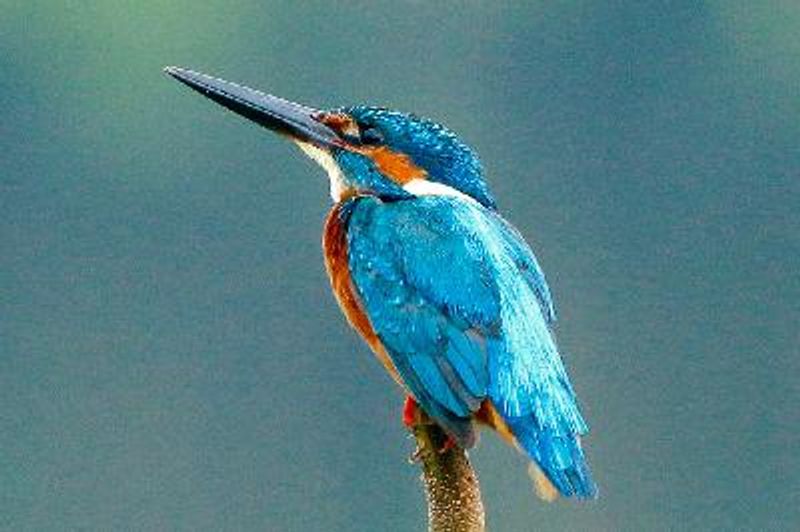 Common Kingfisher