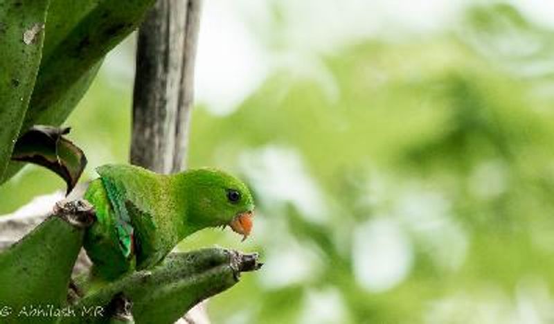 Vernal Hanging Parrot