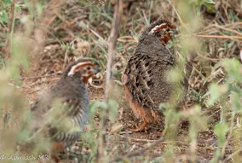 Jungle Bush Quail