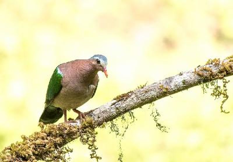 Emerald Dove