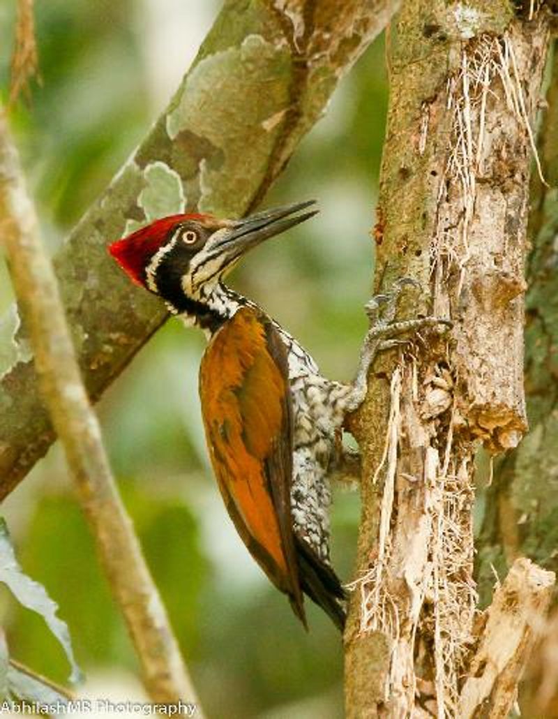 Greater Flameback