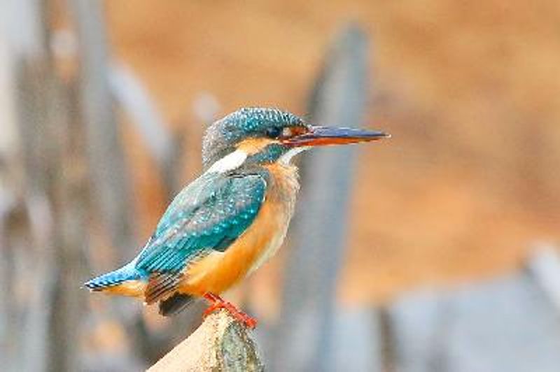 Common Kingfisher