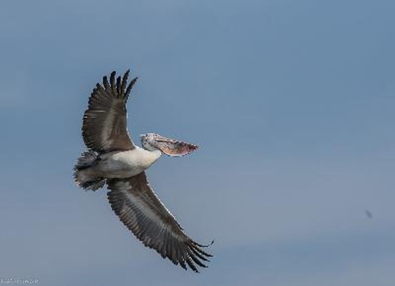 Spot billed Pelican