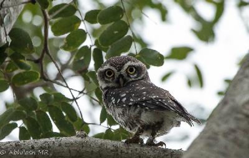 Spotted Owlet