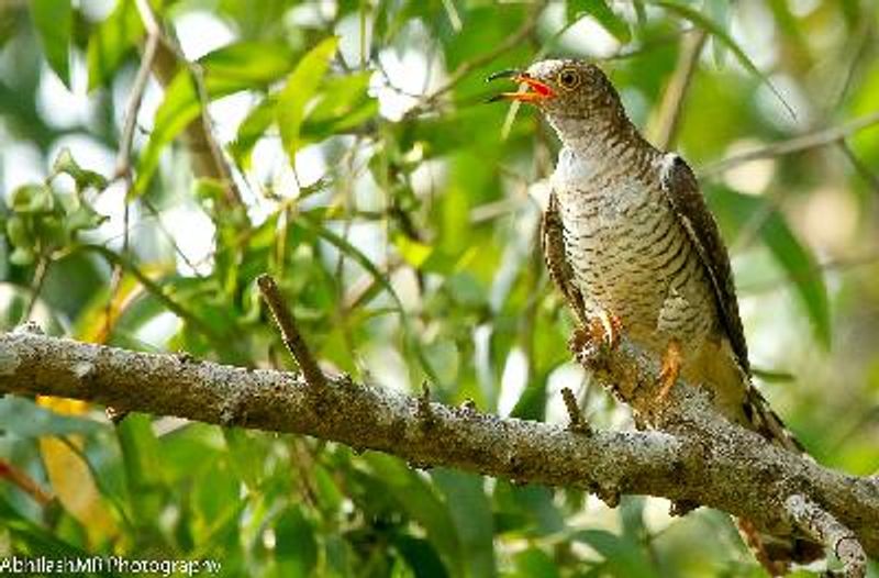 Common Cuckoo