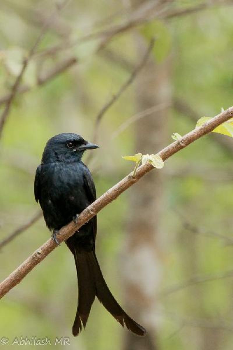 Black Drongo