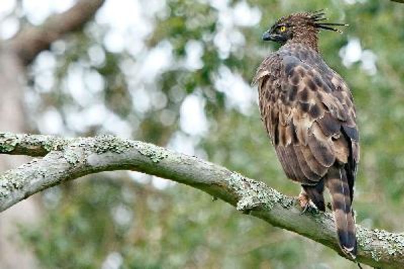 Crested Hawk Eagle