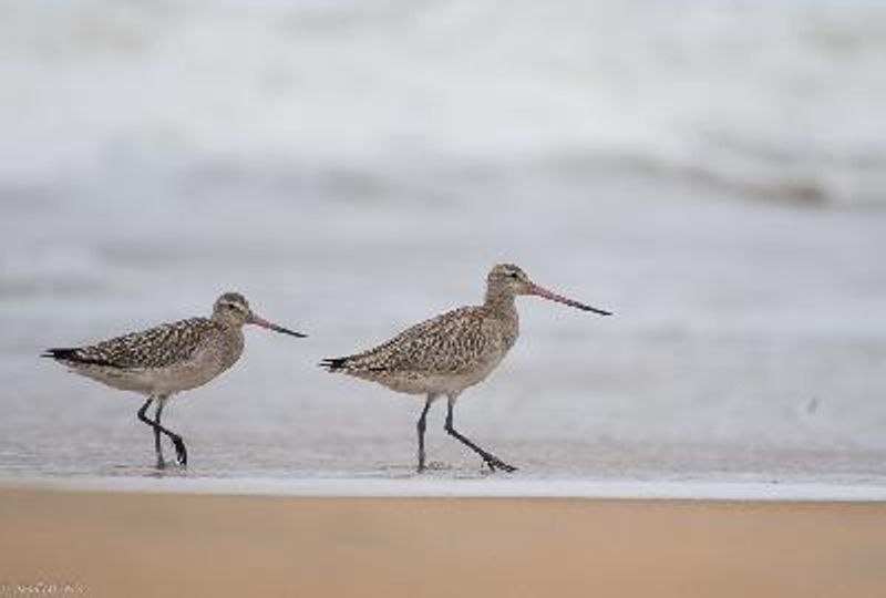 Bar tailed Godwit