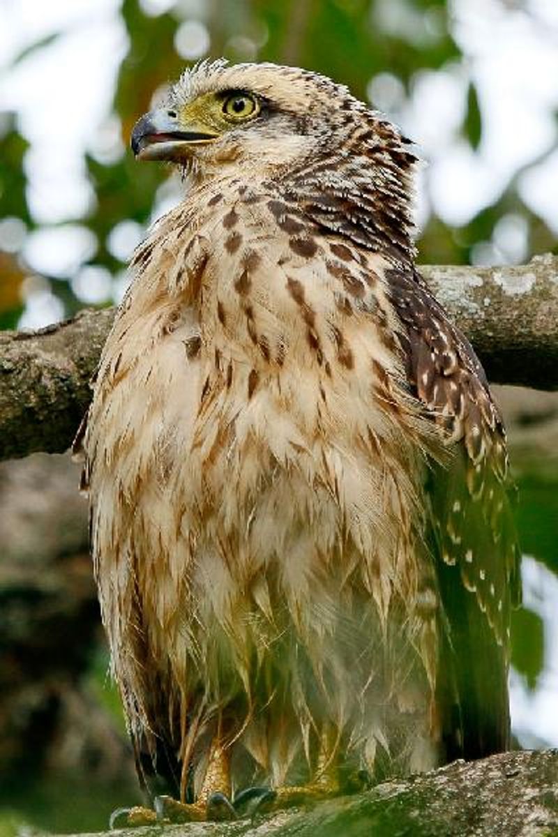 Crested Serpent Eagle