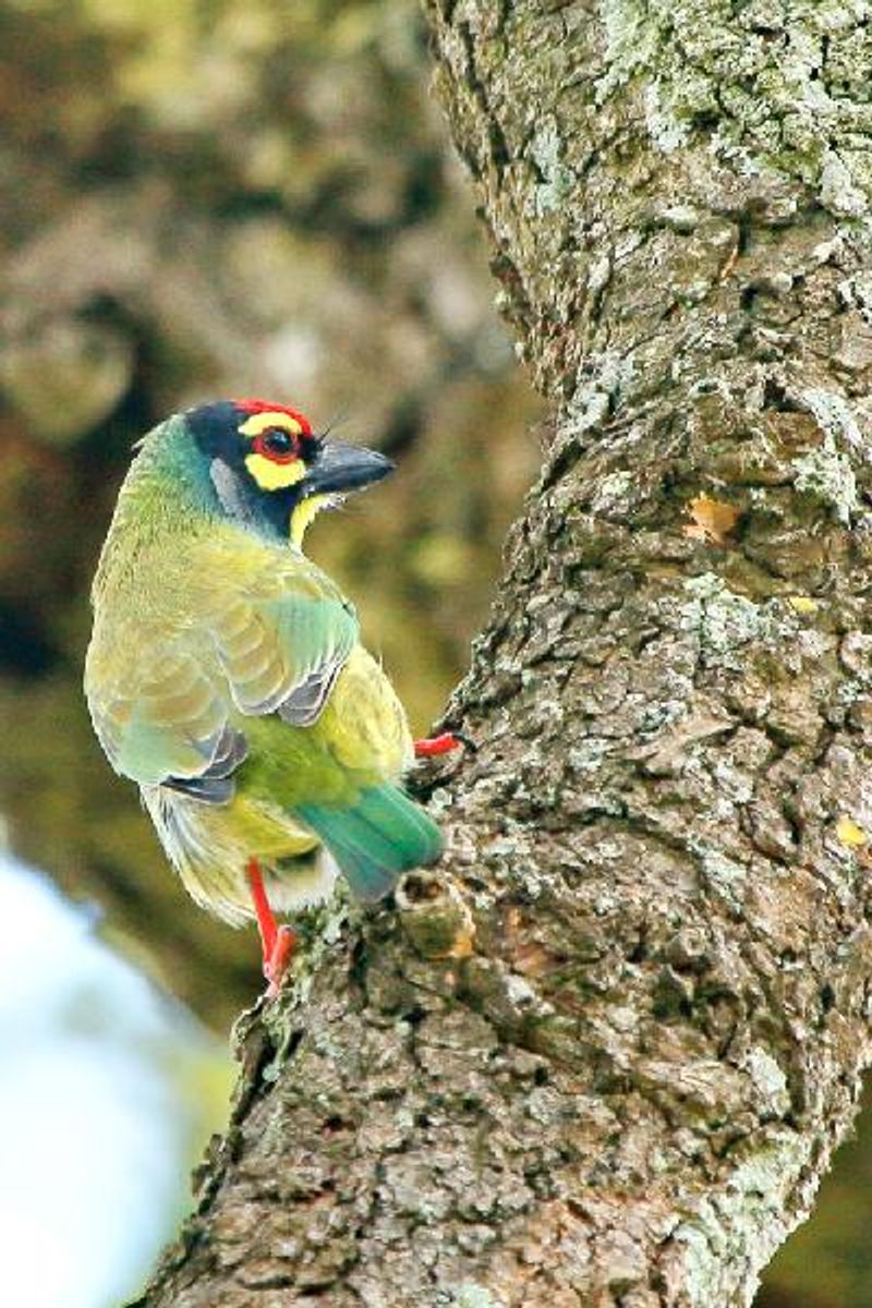 Coppersmith Barbet