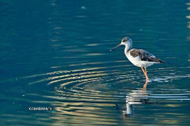 Black winged Stilt