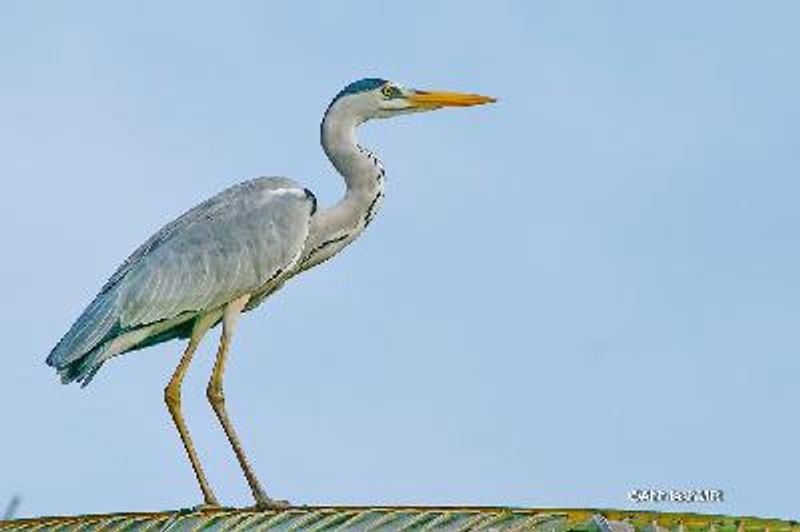 Grey Heron